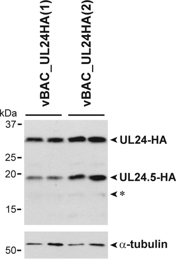 FIG 2