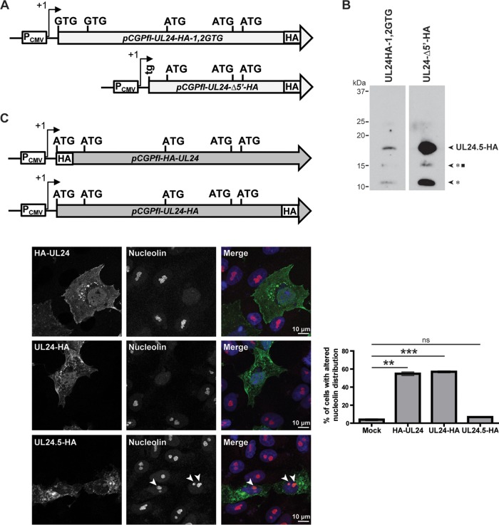 FIG 6