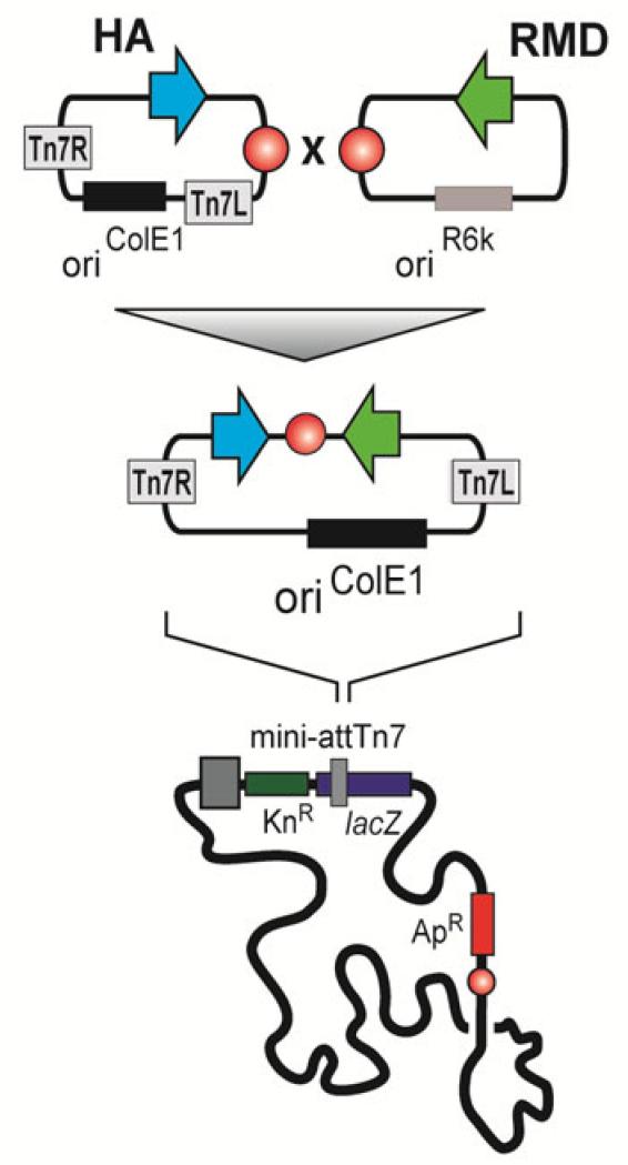 Fig. 2