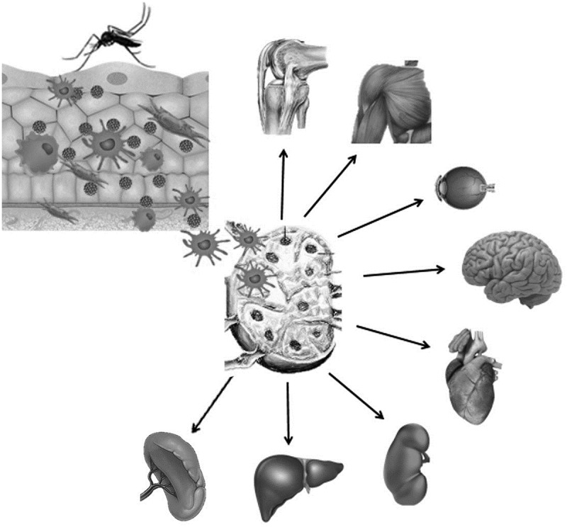 Figure 1.