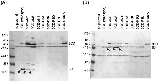 FIG. 5.