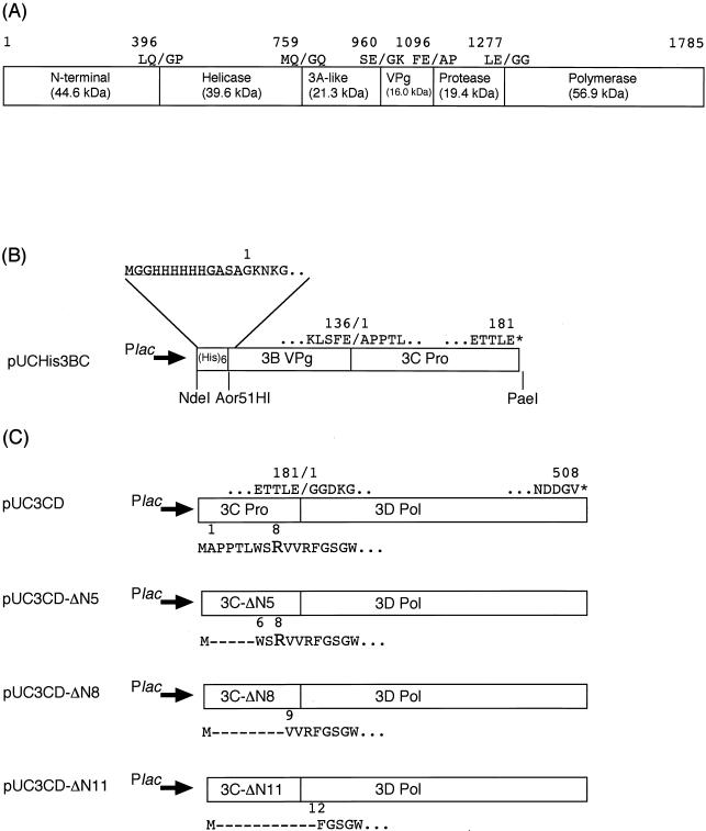 FIG. 1.