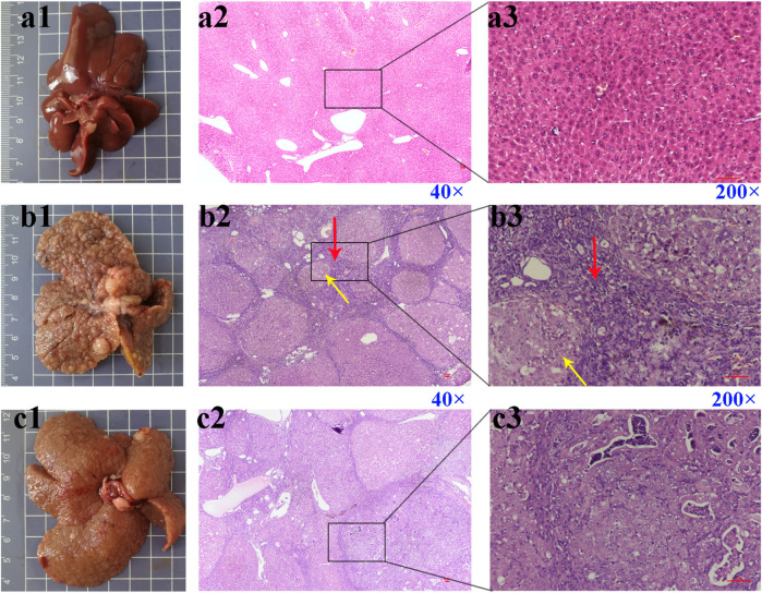 FIGURE 3