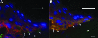 <b>Figure 5.</b>