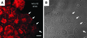 <b>Figure 3.</b>