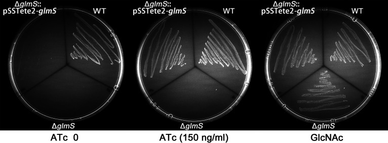 FIG 5