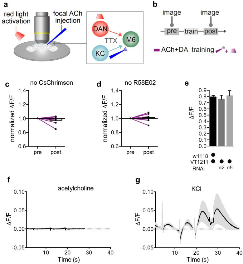 Figure 3—figure supplement 1.