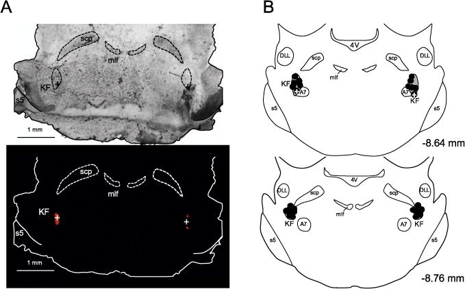 Fig. 2