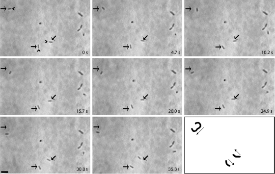 FIG. 2.