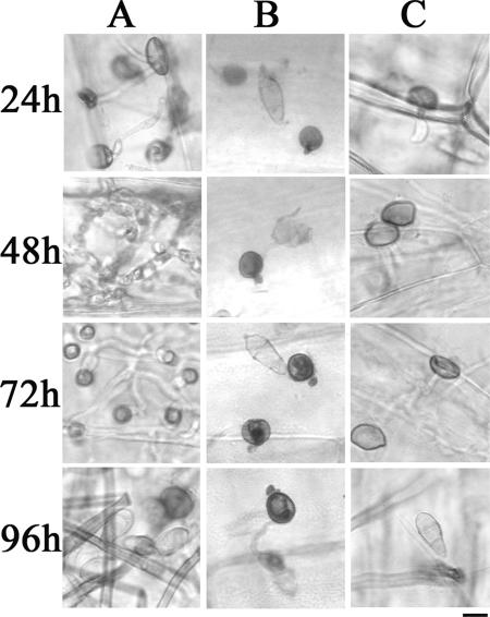 FIG. 8.