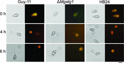 FIG. 6.