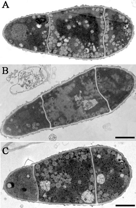 FIG. 5.