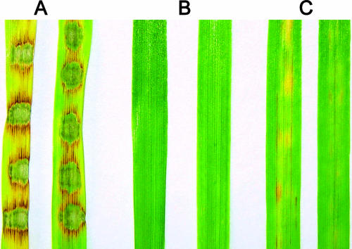 FIG. 9.