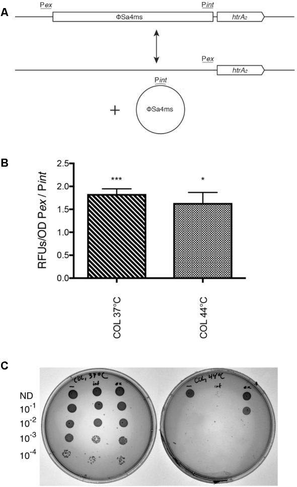 FIGURE 5