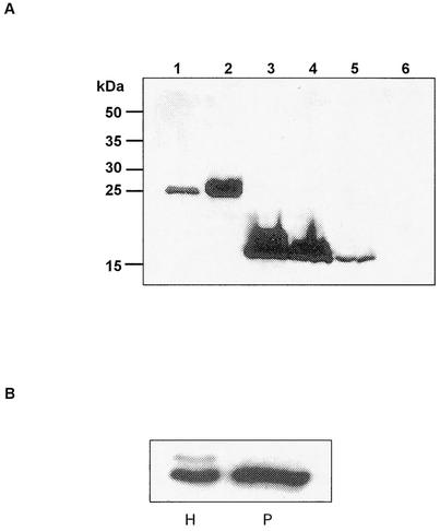 FIG. 5.