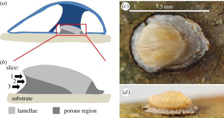 Figure 1.