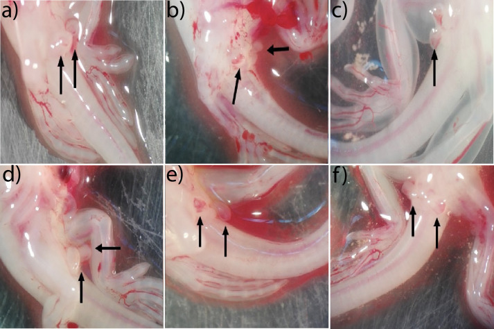 Fig 4