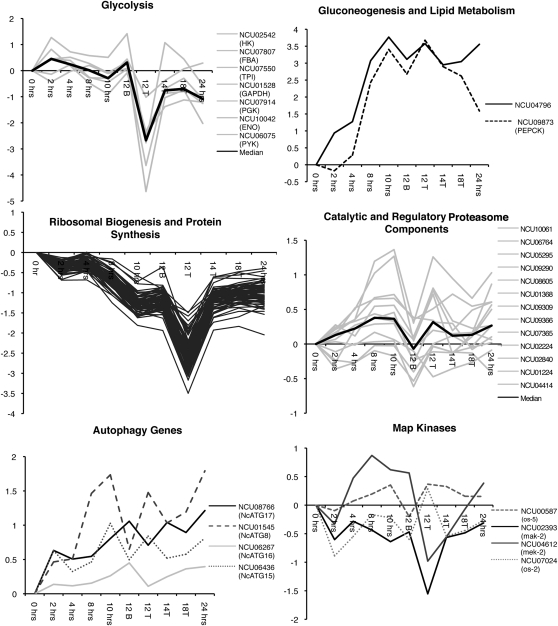 Figure 5.—