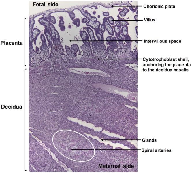 FIG 6 