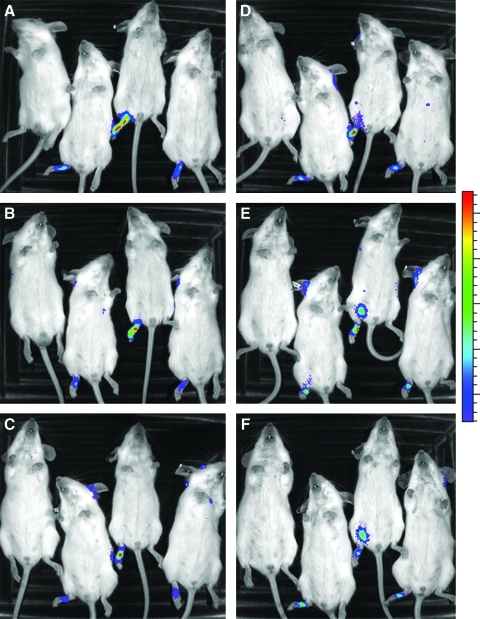 FIG. 6.