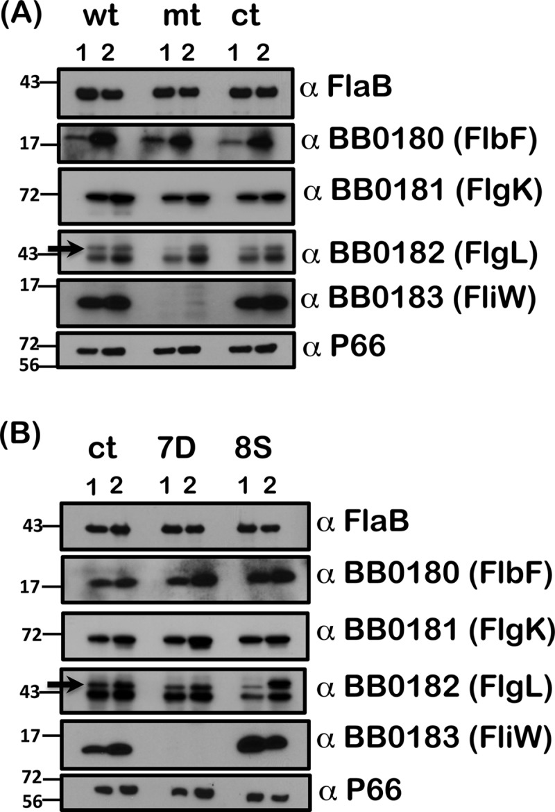 Fig 10