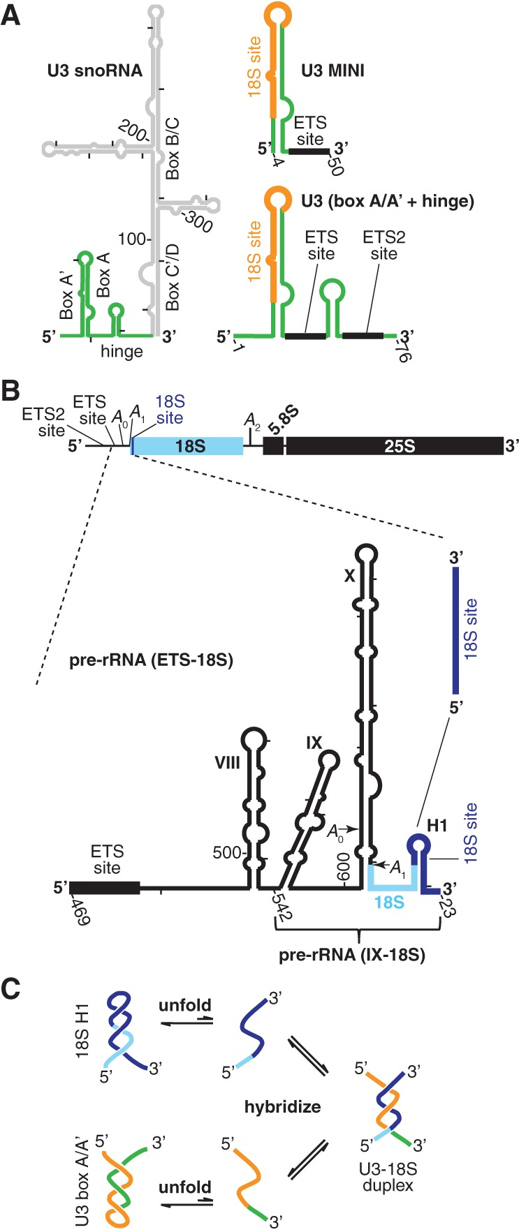 FIGURE 1.