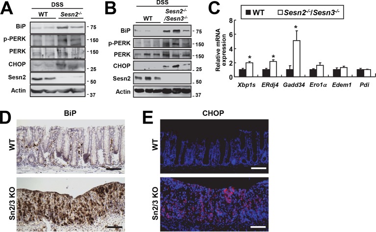 Figure 2—figure supplement 2.