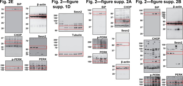 Figure 2—figure supplement 3.