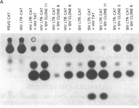 graphic file with name pnas00280-0020-a.jpg