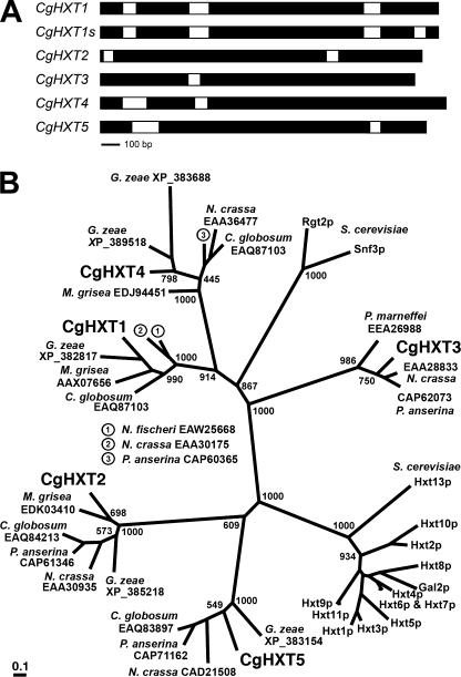 FIGURE 1.