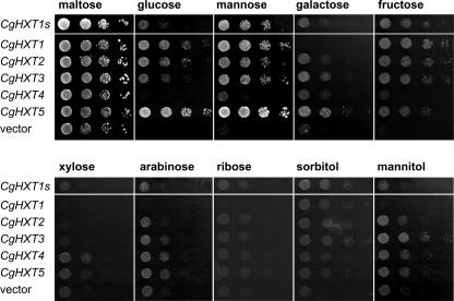 FIGURE 2.