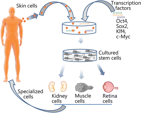 Fig. 12