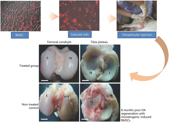 Fig. 10