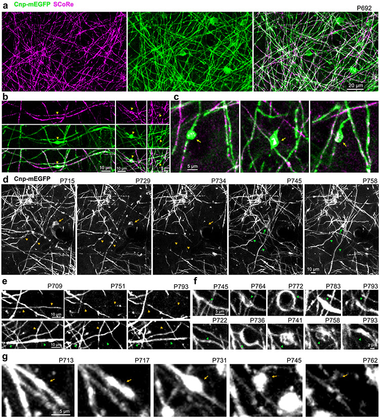 Extended Data Fig. 10 ∣