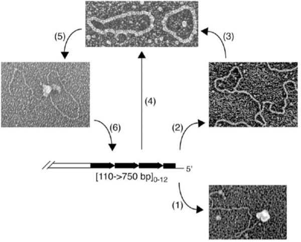 Fig. 3.