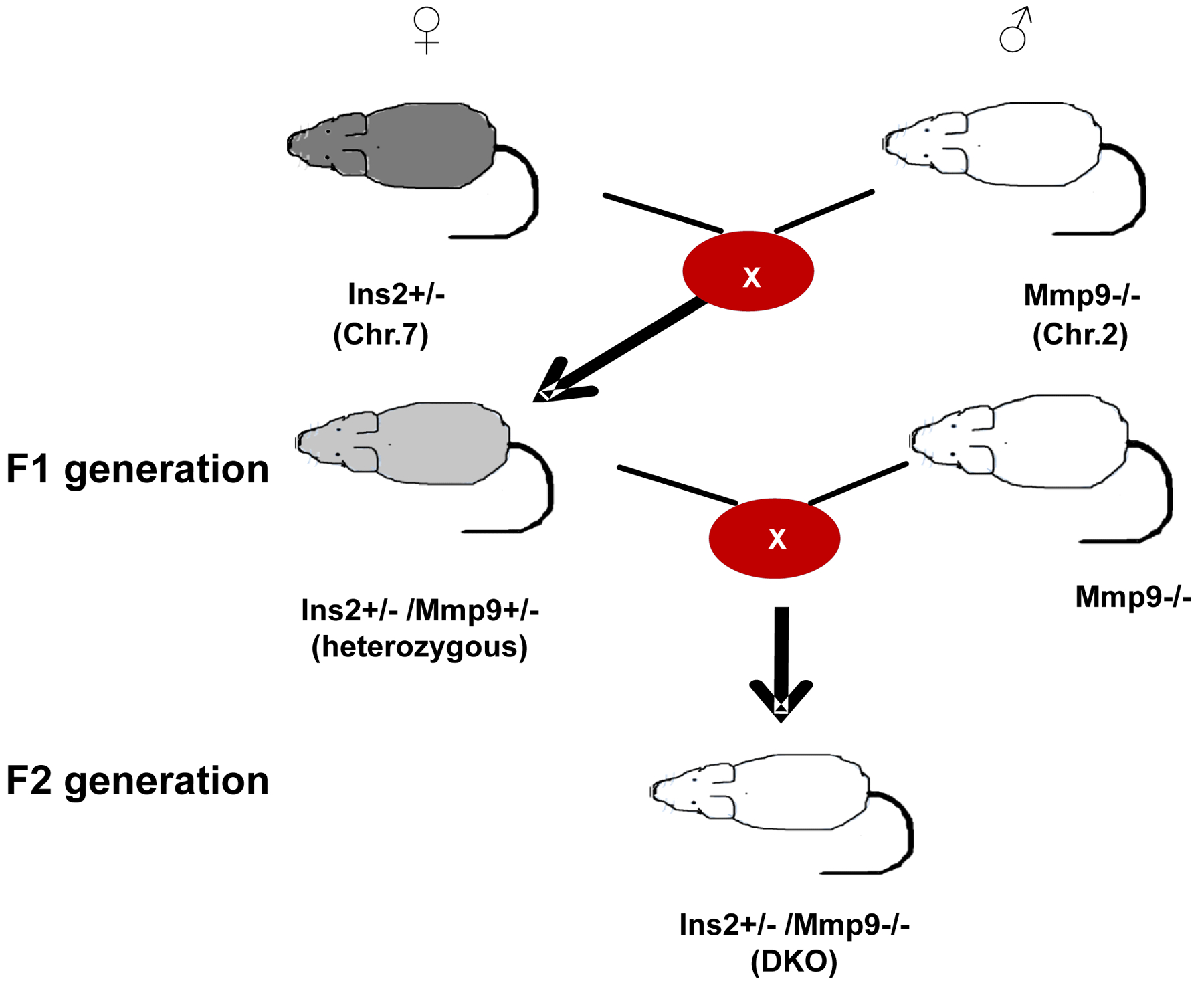 Figure 2: