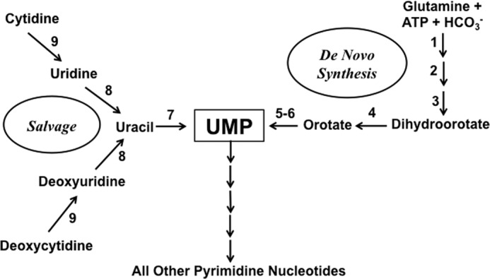 FIGURE 1.