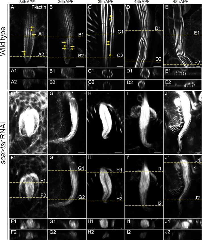 FIGURE 4: