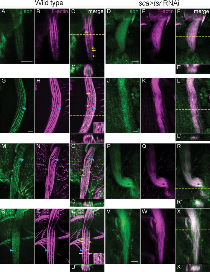 FIGURE 7: