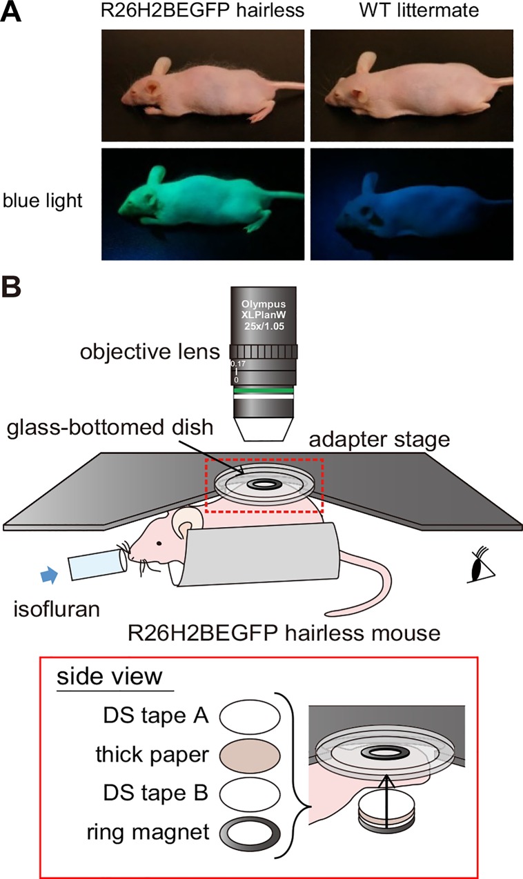 Fig 1