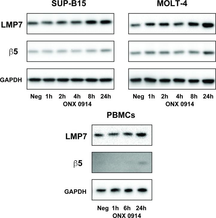 Figure 5—figure supplement 3.