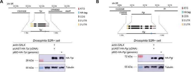 Figure 9—figure supplement 1.