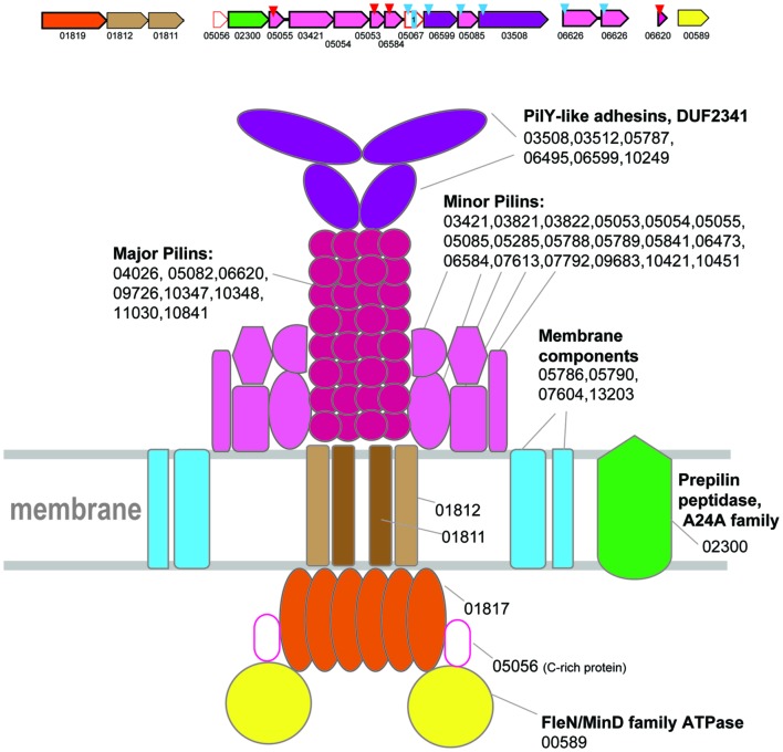 FIGURE 2