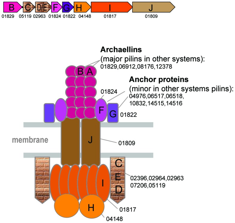 FIGURE 3