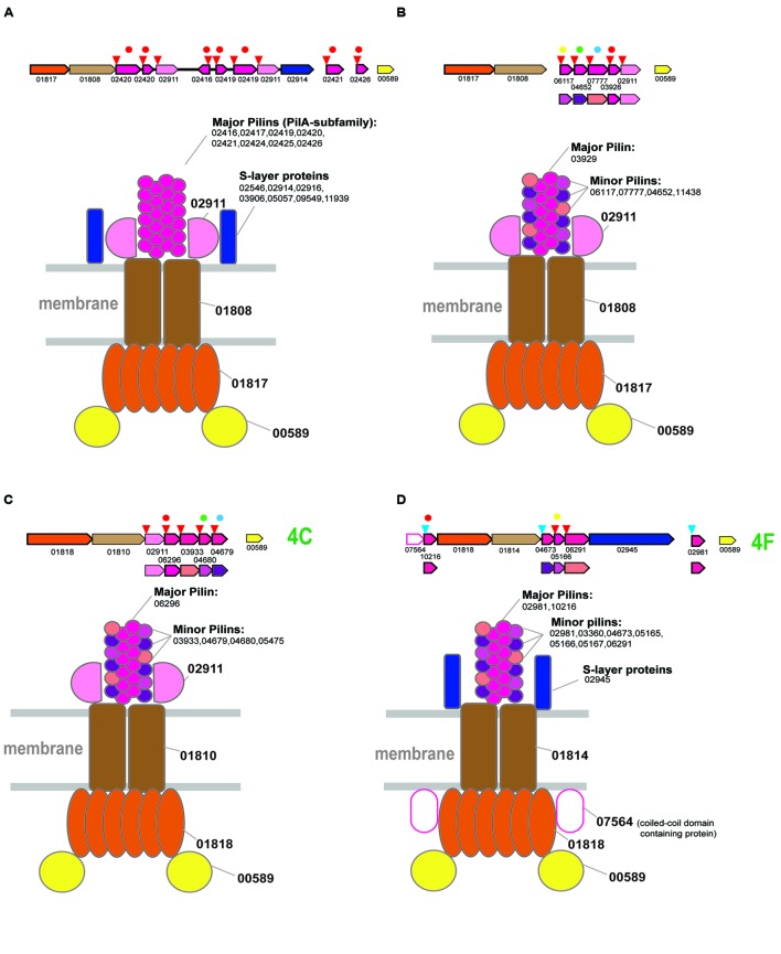 FIGURE 4