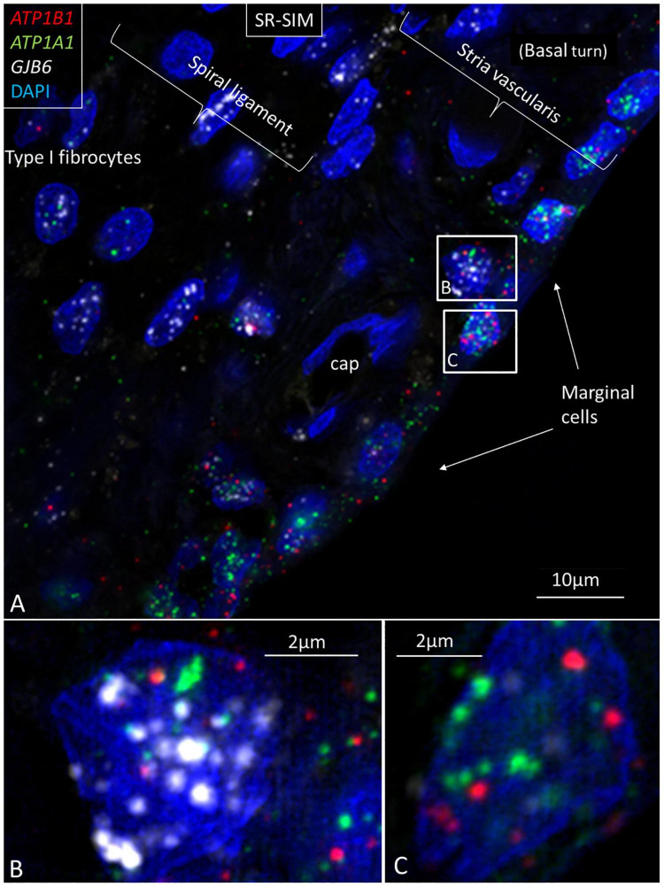 FIGURE 3