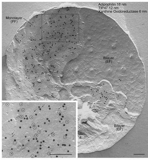 Fig. 10