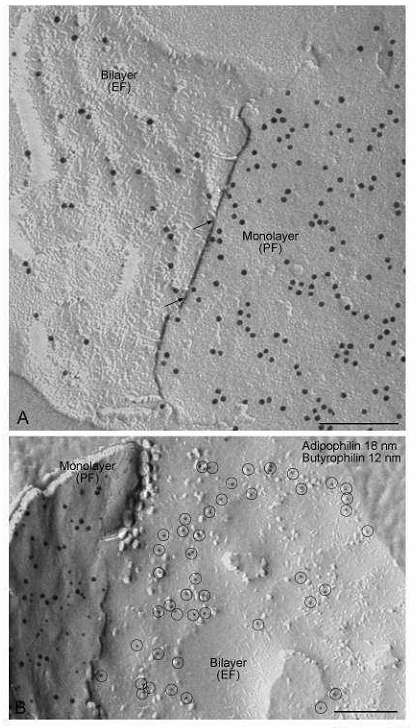 Fig. 12