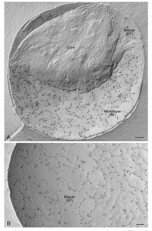 Fig. 11