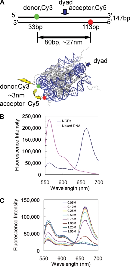 FIGURE 1.